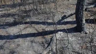 Incendie près de Montpellier : 4 000 m² de pinède brûlés par une fusée de détresse