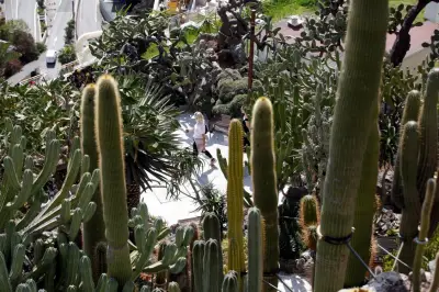 Jardin exotique de Monaco : 20 000 visiteurs en un mois, bilan positif