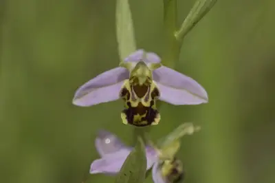 Journée découverte oiseaux et orchidées à Vitrezay : 45 espèces observées