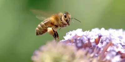 Journée mondiale des abeilles : six choses à savoir le 20 mai