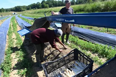 À la ferme de la Bayolle, la saison des asperges vertes touche à sa fin