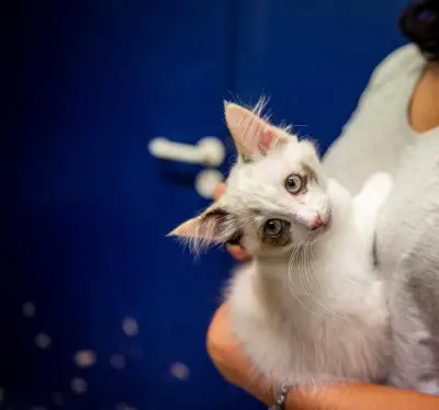 L'association Vénus cherche des familles d'accueil pour chats en Gironde