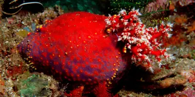 Le concombre de mer invente des tissus immortels