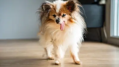 Le plus vieux chien du monde, Lazare, s'éteint en Haute-Savoie à 30 ans
