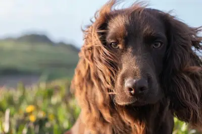 Le prince William et Kate dévoilent le nom de leur nouveau chiot Otto
