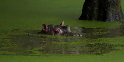Les hippopotames d'Escobar : menace pour la Colombie