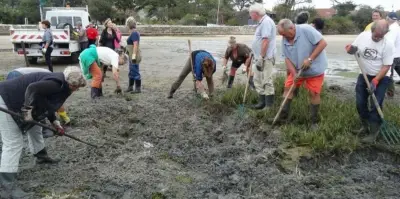 Opération d'arrachage de spartines anglaises sur les plages du Bassin