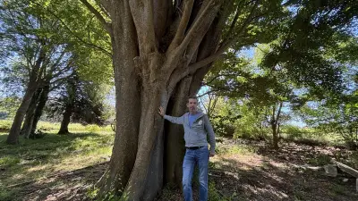 Orme géant du château de Capion sacré Arbre remarquable de France