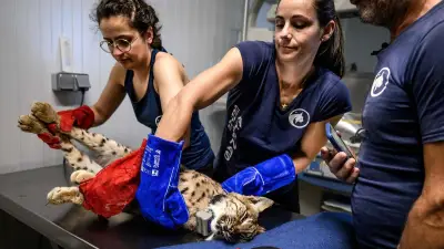 Quatre lynx relâchés dans le Jura après des mois de soins