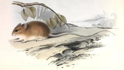 Rat pygmée à longue queue : réservoir du hantavirus Andes