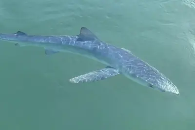 Requin bleu filmé dans le port de Saint-Tropez : une espèce inoffensive
