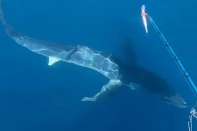 Requin peau bleue aperçu au large de Cannes par des pêcheurs