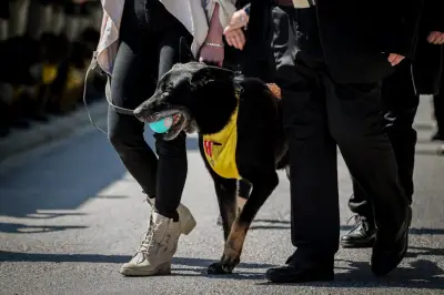 Ros, le chien militaire décoré, remis à la famille de son maître tombé au Liban