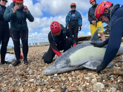 Sauvetage des mammifères échoués : des volontaires formés sur la côte anglaise