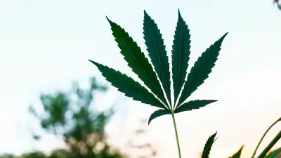 Sondage : 92% des Français favorables au cannabis thérapeutique