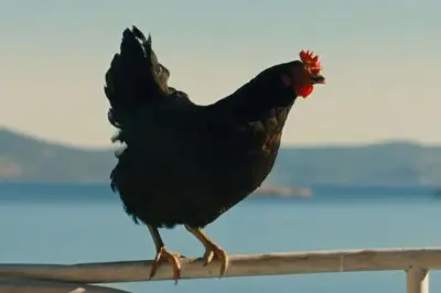 Sorties ciné du 27 mai : Cocotte, le Virtuose, l'Objet du délit...