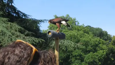 Spectacle de faucons dans l'Eure : colère des défenseurs des animaux