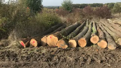 Trafic de bois vers la Chine : condamné en appel, le bûcheron peut reprendre son métier
