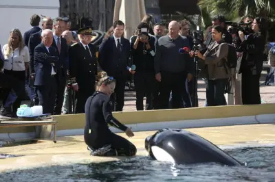 Transfert des orques de Marineland : les ONG préparent des recours