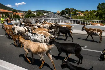 Transhumance de chèvres sur l'autoroute entre La Garde et La Valette