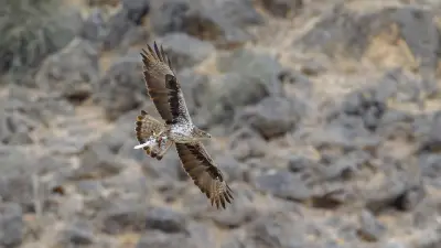 Un aigle de Bonelli retrouvé mort électrocuté dans les Pyrénées-Orientales