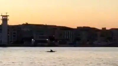 Un banc de dauphins aperçu dans le port de Sète, un spectacle magnifique