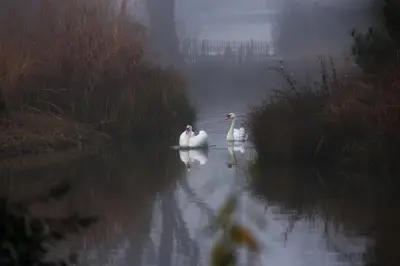 Un cygne tué par un chien sans laisse à Pau, la mairie menace de poursuites