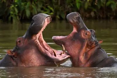 Un mécène indien sauve les hippopotames d'Escobar condamnés en Colombie