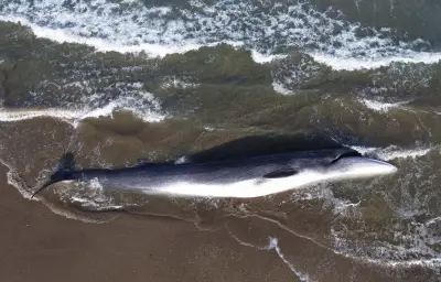 Une baleine de 10 mètres s'échoue et meurt sur l'île de Ré