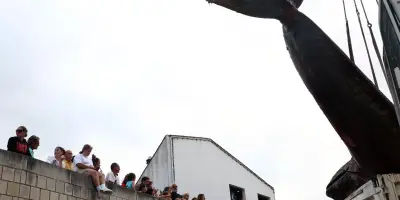 Une baleine de 10 mètres s'échoue sur une plage à l'île de Ré