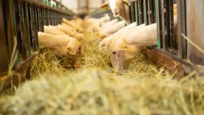 Upra lacaune prépare l'avenir d'un million de brebis en Aveyron