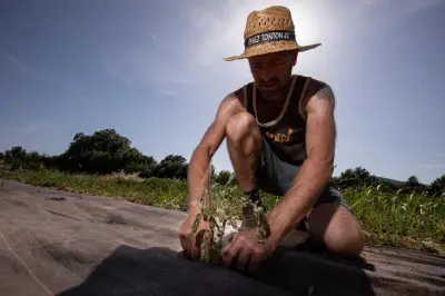 Vague de chaleur: comment l'agriculture varoise s'adapte au climat