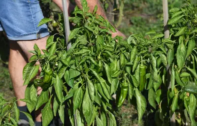 Vague de chaleur précoce : comment protéger son potager ?