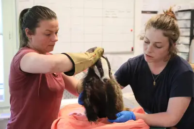 Var : premier centre de soins pour faune sauvage au Pradet en 2027