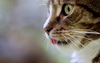 Vidéo virale d'un chat tombant dans un tube : un deepfake