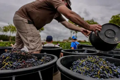 Vignes précoces : les fortes chaleurs avancent les vendanges