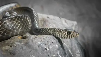 Wattrelos : un serpent d'un mètre maîtrisé par un commerçant