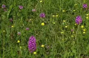 29 espèces d'orchidées sauvages à admirer dans le Vic-Bilh