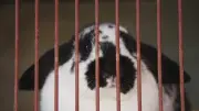 Abandon d'animaux : un chat et un lapin indemnisés pour préjudice animalier