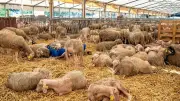 Aïd El Kebir dans l’Hérault : respect des règles pour l’abattage rituel