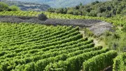 ADN de pépins de raisin : la viticulture française vieille de 4000 ans