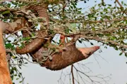 ADN des pangolins : une arme contre le trafic illégal