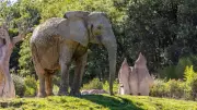 African Safari va surveiller les éléphantes après la mort de Sabi