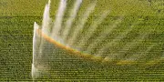Agriculture : les sciences sociales menacées dans la formation des agronomes
