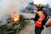 Alerte à la bactérie tueuse d’oliviers et vignes dans l’Est-Var