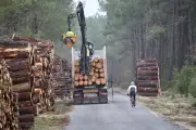 Alliance Forêts Bois : reboisement et adaptation climatique en Gironde