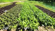 AMAP Vallée de l'Arre : saison de printemps lancée le 11 mai