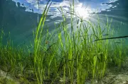 Arcachon : cinq scientifiques en réunion publique sur le climat