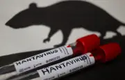 Argentine : chasse aux rats porteurs d'hantavirus en Terre de Feu