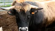 Attaque brutale d'un taureau en Haute-Saône : un acheteur grièvement blessé